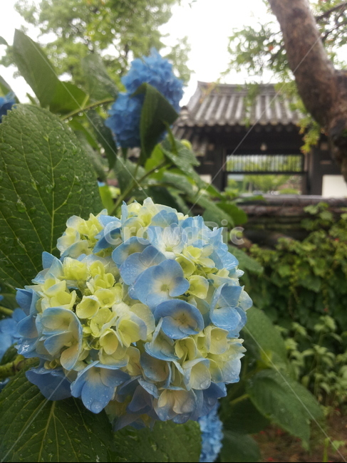 plant,식물,꽃,수국,자연,식물,자연,plants,nature,꽃,flower