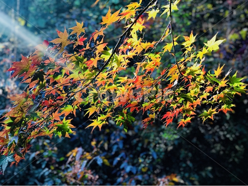 단풍,가을,햇살,컬러,여유,가을,계절,fall,autumn,season,식물,자연,plants,nature,휴식,힐링,rest,relaxation,healing,leaf,잎,plant,tree,나무