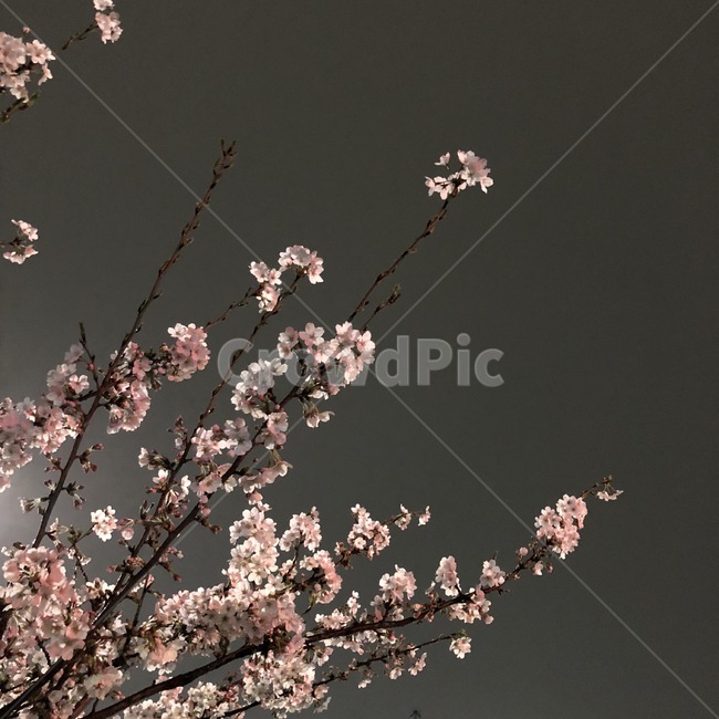 벚꽃,꽃,봄,밤,감성
