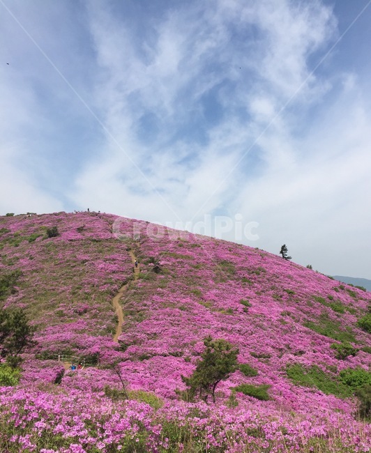 철쭉,일림산,하늘,봄꽃,5월