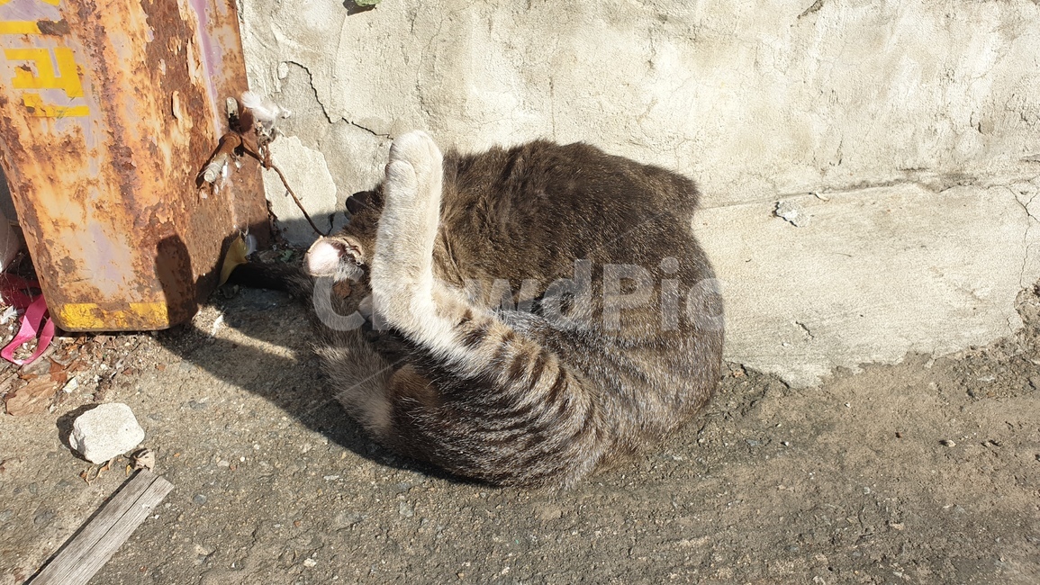 고양이,길고양이,길냥이,cat,야옹이,동물,animal,포유류,mammal,고양이,cat,kitten,kitty