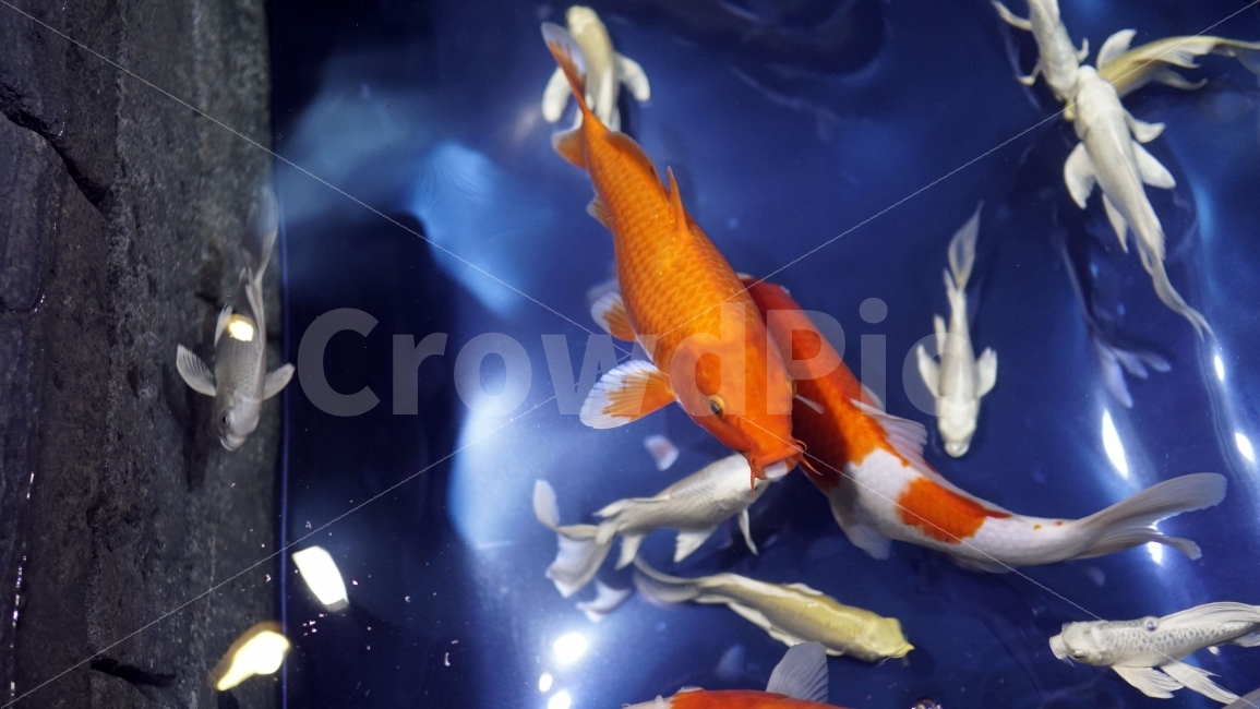 물고기,잉어,열대어,붕어,생선,어류,수족관,낙시,fish,어항,금붕어,수산,해양,바다,생물,동물,물속,바다속,바닷속,animal,수중,생명,자연,nature,물결,동물,animal,어류,물고기,fish