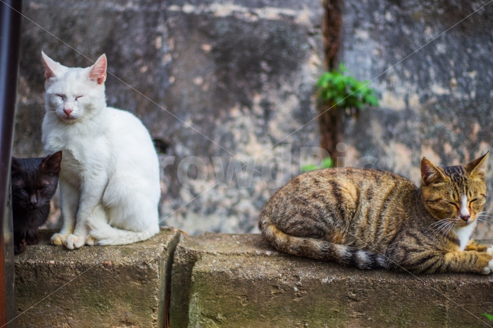 고양이,길고양이,동물,cat,포유류,감성,일상,DSLR,100D,canon,코숏,가을,animal,kitty,길냥이,반려동물,편안,분위기,자연스러움,자연,따뜻함,고양이커플,사랑,고양이부부,흰고양이,고양이가족,가족,웃음,미소,훈훈함,동물,animal,포유류,mammal,고양이,cat,kitten,kitty