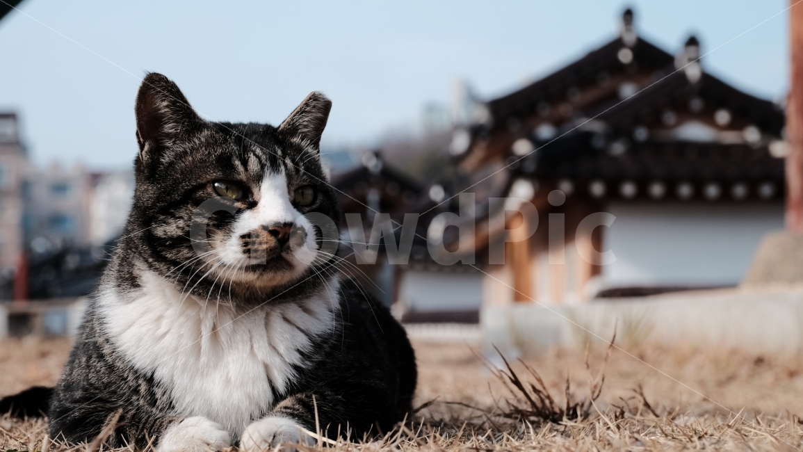 고양이,냥이,길고양이,휴식,동물,동물,animal,포유류,mammal,고양이,cat,kitten,kitty