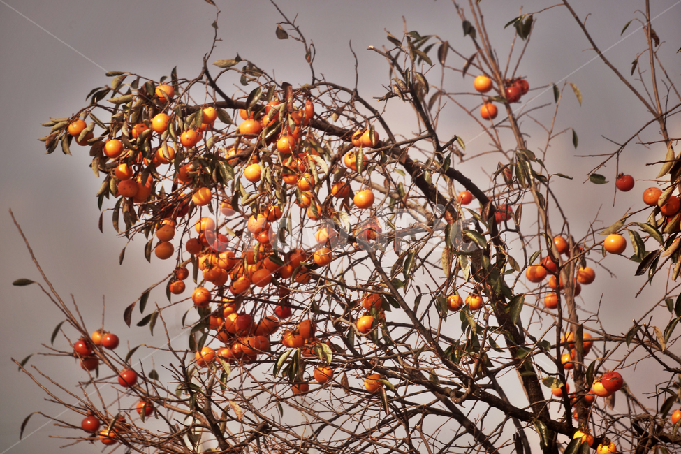 감,감나무,식용,가을,계절,단감,가을,계절,fall,autumn,season,나무,trees,wood,과일,열매,fruit,plant,식물,persimmon,food,음식