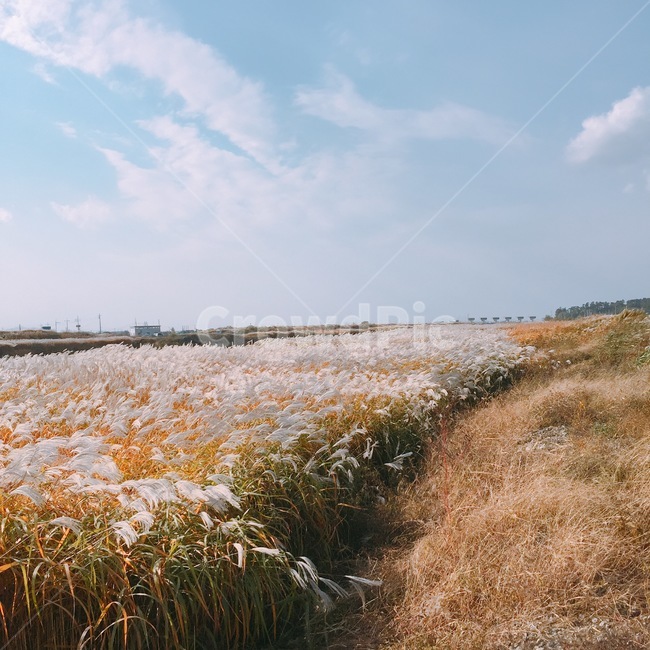 억새,하늘,구름,자연,가을,가을,계절,fall,autumn,season,자연,풍경,nature,landscape,plant,식물,grass,잔디