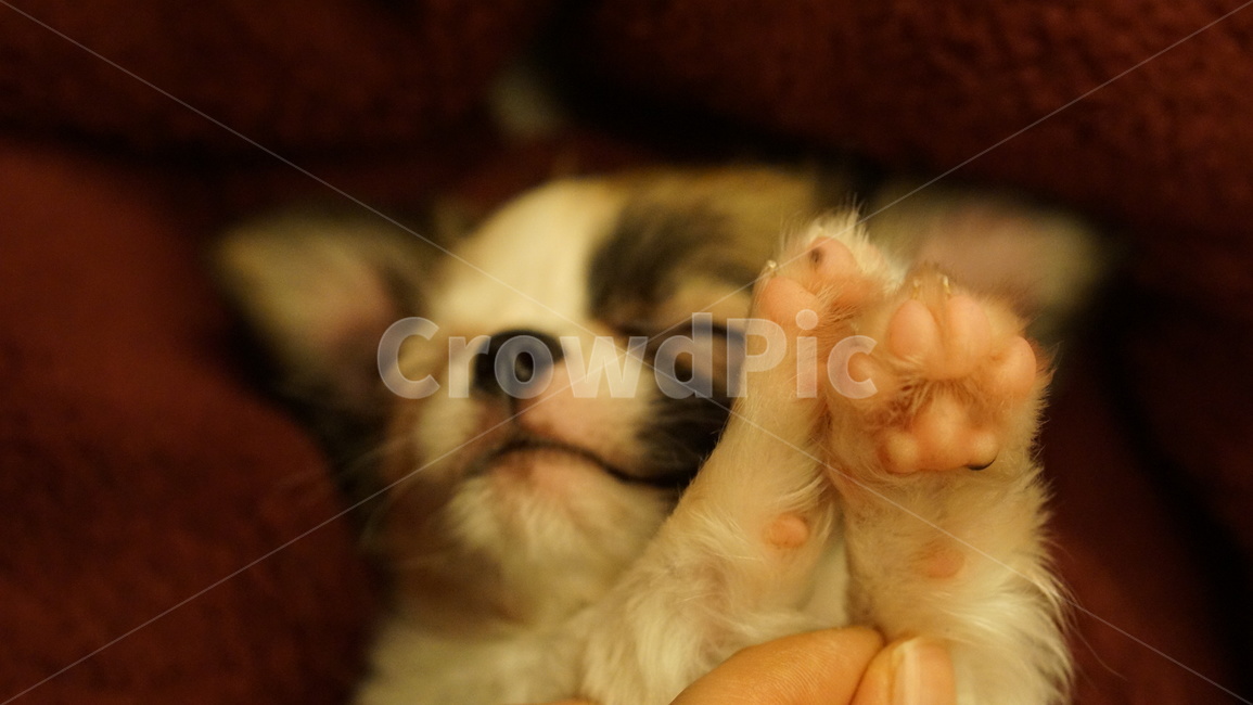 강아지,강아지발바닥,치와와,장모치와와,개,반려동물,동물,포유류,puppy,dog,doggy,chihuahua,animal,mammal,longhairedchihuahua,동물,animal,포유류,mammal,개,강아지,dog,doggy