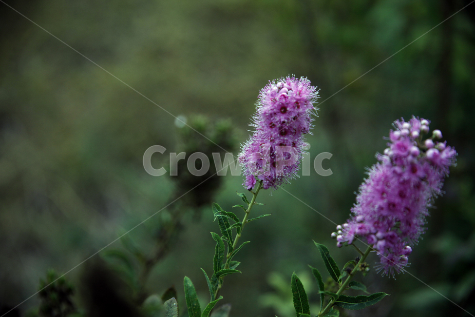 야외,공원,들,숲,꽃,들꽃,야생,자연,식물,풀,식물,자연,plants,nature,꽃,flower