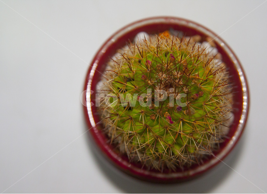 다육이,식물,화분,선인장,자연,식물,자연,plants,nature,실내용화초,화분,화초,house plant