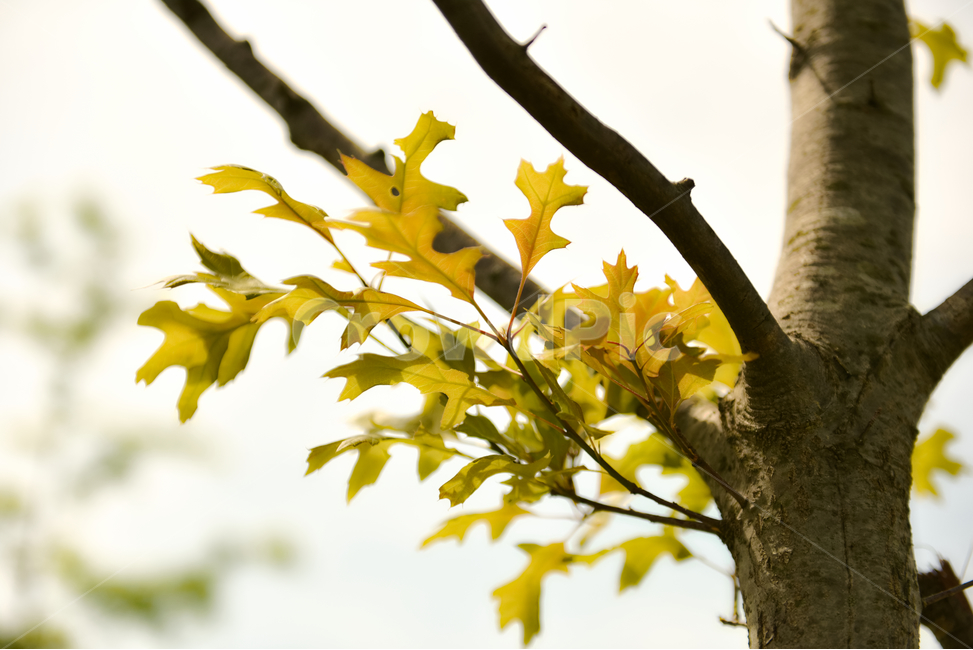 꽃,자연,접사,녹색,힐링,신선함,season,plants,nature,flower,sensible,feeling,색깔,색상,색채,색감,colorsense,colorsensitivity,feelingofcolor,감성,평온함,느낌,휴식,드라이플라워,노랑
