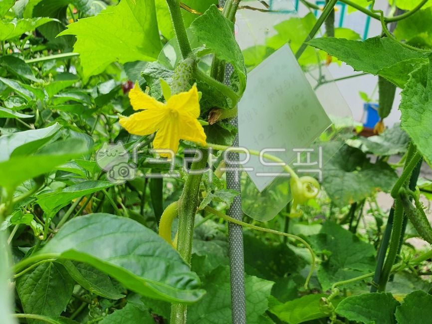 cucumber,garden plants,plant,cucumber flower,leaf