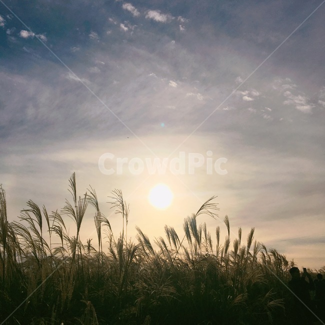 갈대,reed,억새,억새축제,하늘공원,가을,저녁,해질녘,노을,autumn,fall
