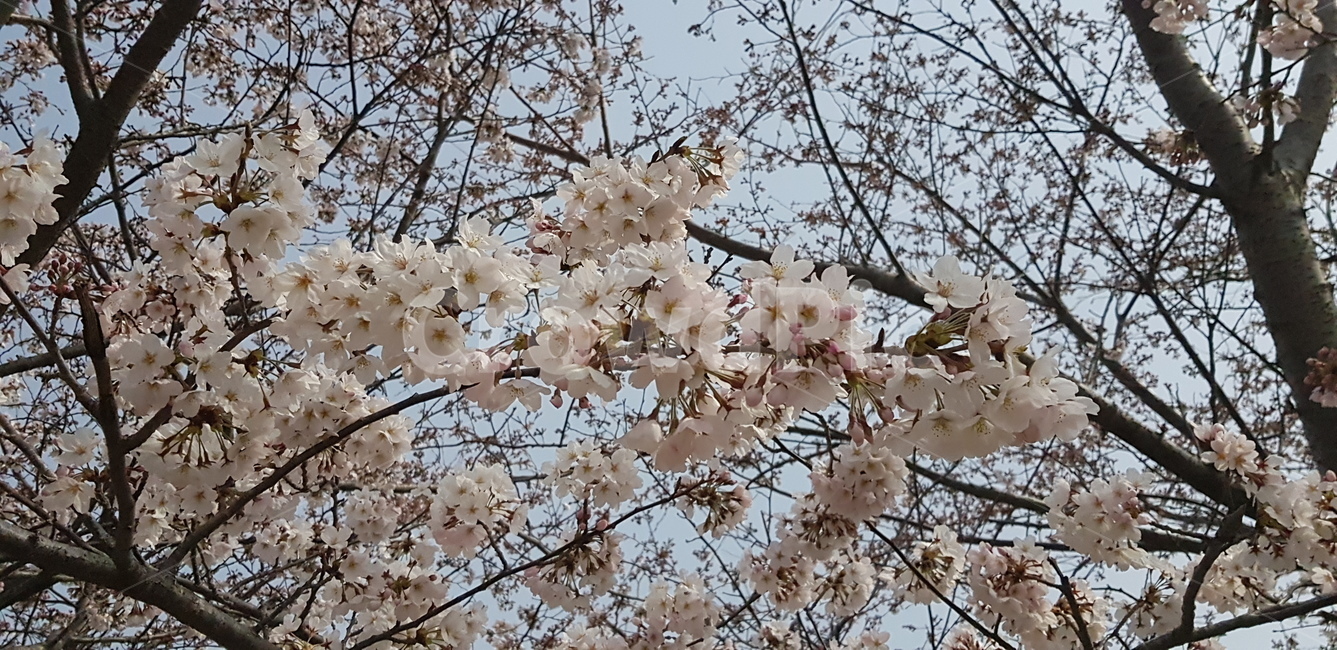 식물,꽃,blossom,plant,flower