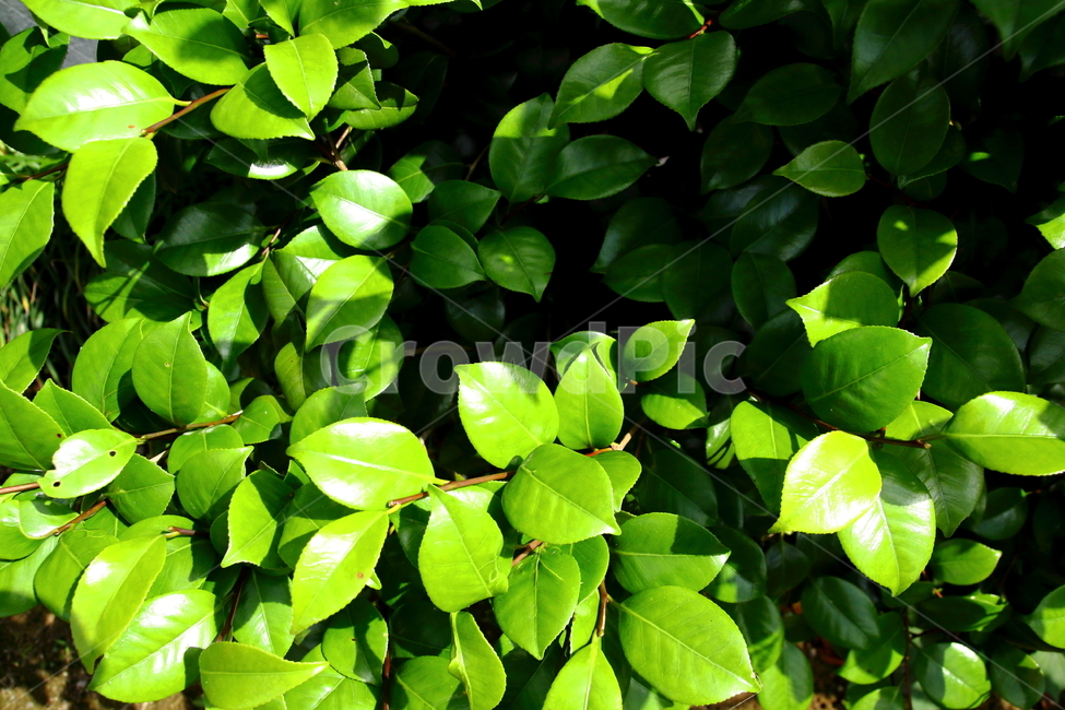감나뭇잎,나뭇잎,감나무,초록,배경,싱그러운,봄,자연,나무,잎,식물,자연,plants,nature