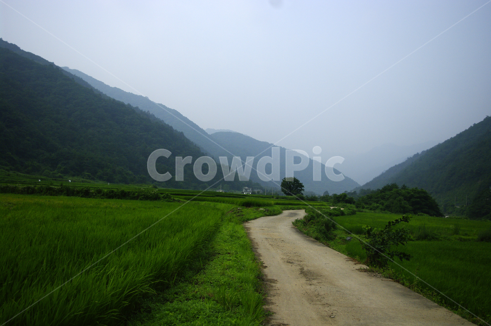 길,나무,산,풍경,식물,plant,벼,논,농촌,시골,자연,풍경,nature,landscape,outdoors,옥외,grassland,목초지,field,들