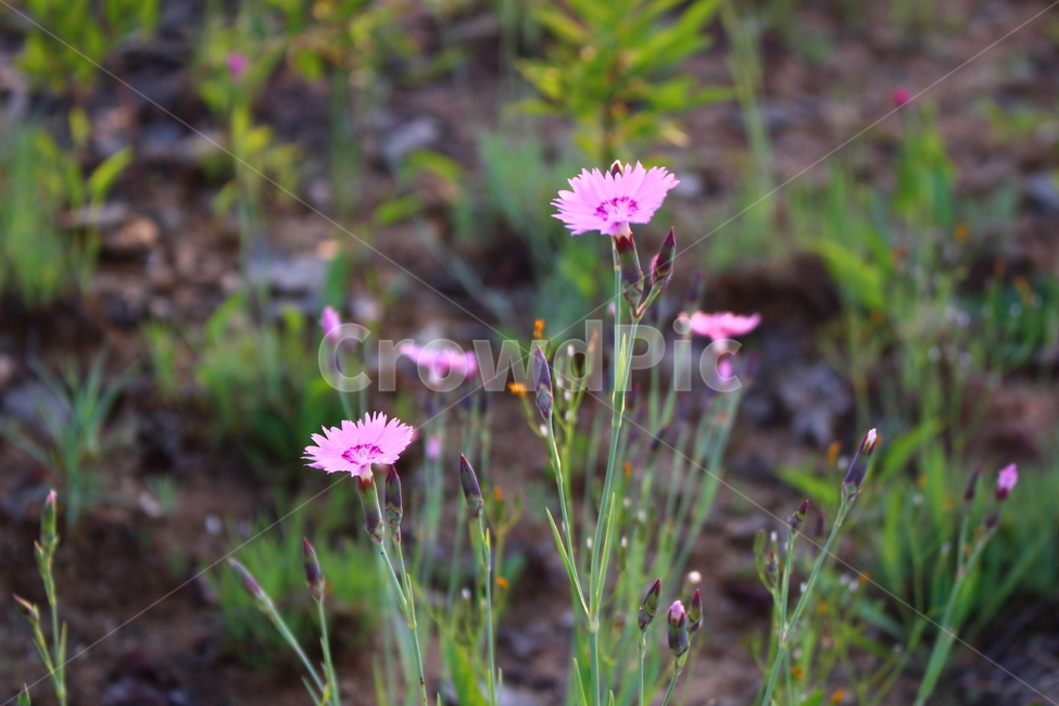 꽃,들꽃,야생화,분홍꽃,봄,식물,자연,plants,nature,꽃,flower