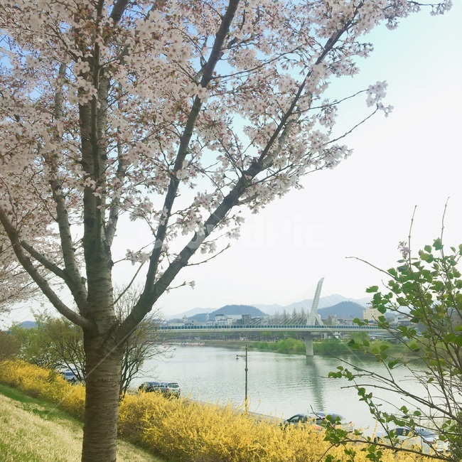 벚꽃,개나리,강,하늘,iphone,cherryblossome,flower,river,sky,water