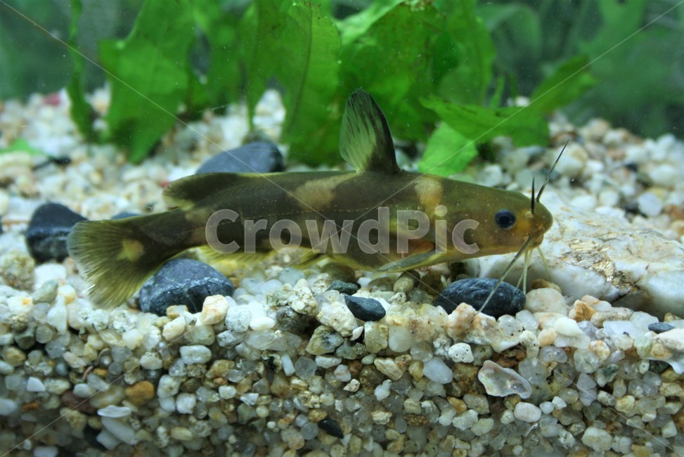 Dongjagidae,natural monument,Nakdong River,Korean endemic species,Skewershaped motherofpearl,endangered wild animals