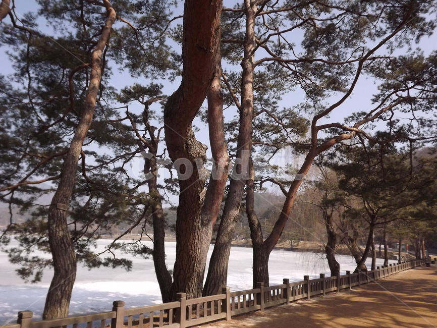의림지,소나무,나무,유원지,숲,자연,자연,풍경,nature,landscape,tree,tree trunk,나무 줄기,plant,식물