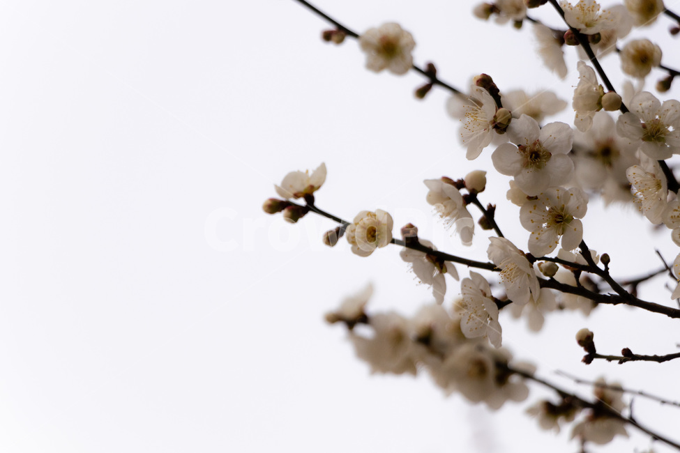 매화,매화꽃,매실꽃,백매화,흰매화,봄,계절,spring,season,식물,자연,plants,nature,꽃,flower,plant