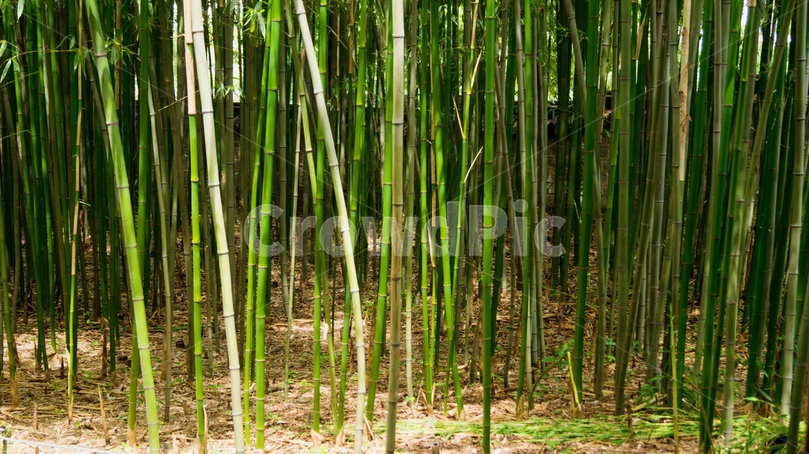 식물,plant,대나무,숲,자연,나무,나무,trees,wood