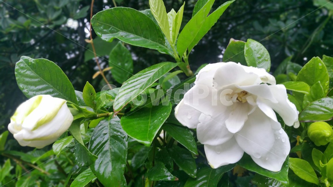 치자꽃,흰색꽃,치자꽃향기,치자,꽃,flower
