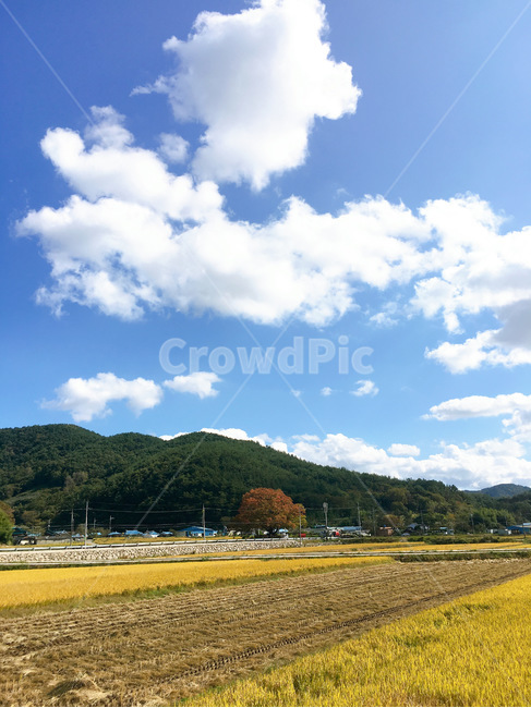 자연,날씨,구름,하늘,가을,벼,시골,벼농사,nature,weather,cloud,sky,countryside,rice,fall,농업,농사,agriculture,farming,farming industry