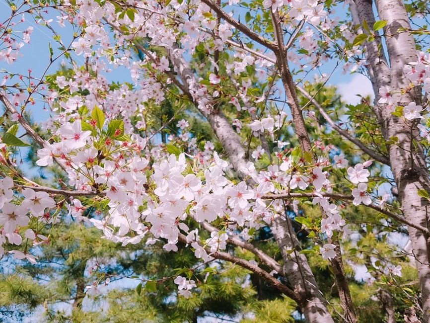 벚꽃,봄,꽃,나른,꽃구경,자연,나무,봄,계절,spring,season,식물,자연,plants,nature,꽃,flower,plant,blossom