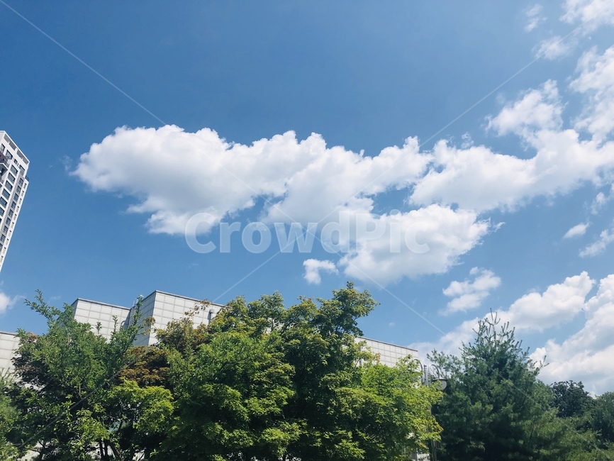 하늘,구름,자연,풍경,경치,맑은하늘,뭉게구름,도시,나무