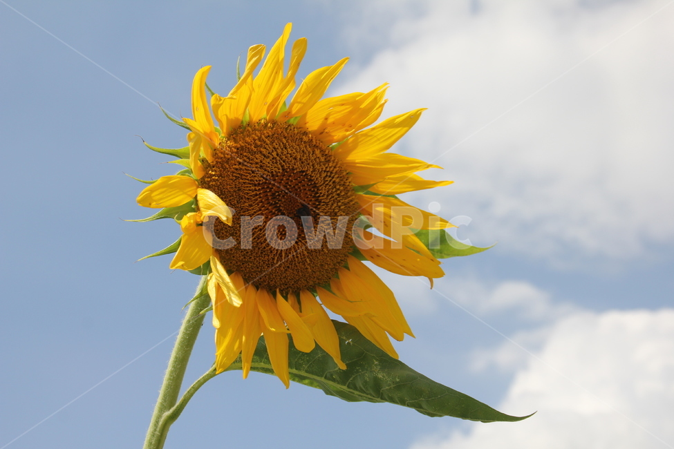 해바라기,sunflower,꽃,노란색꽃,flower,꽃밭,벌,꿀벌,꽃벌,벌꽃