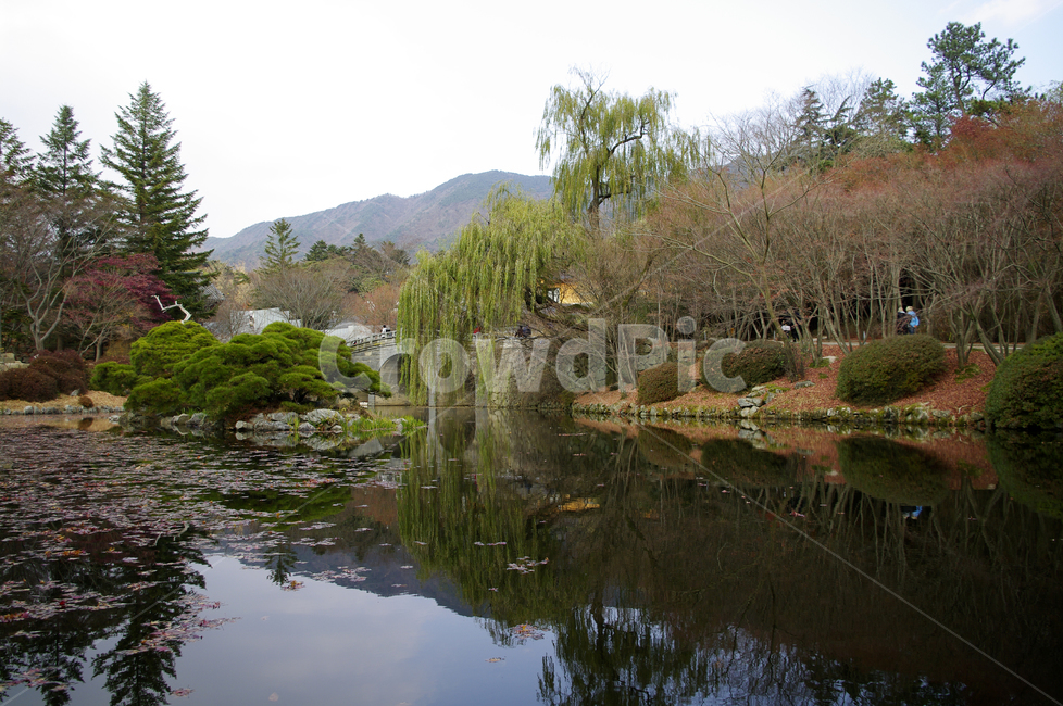 연못,가을,fall,나무,식물,plant,단풍,잎,풍경,가을,계절,fall,autumn,season,자연,풍경,nature,landscape,water,물,outdoors,옥외,land,땅
