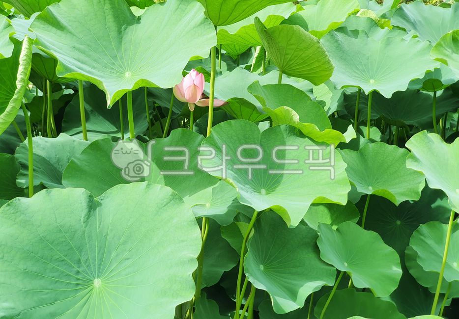 연잎, 잎, green, 녹색, 꽃, 사진,이미지,일러스트,캘리그라피 - 냥냥고양이작가