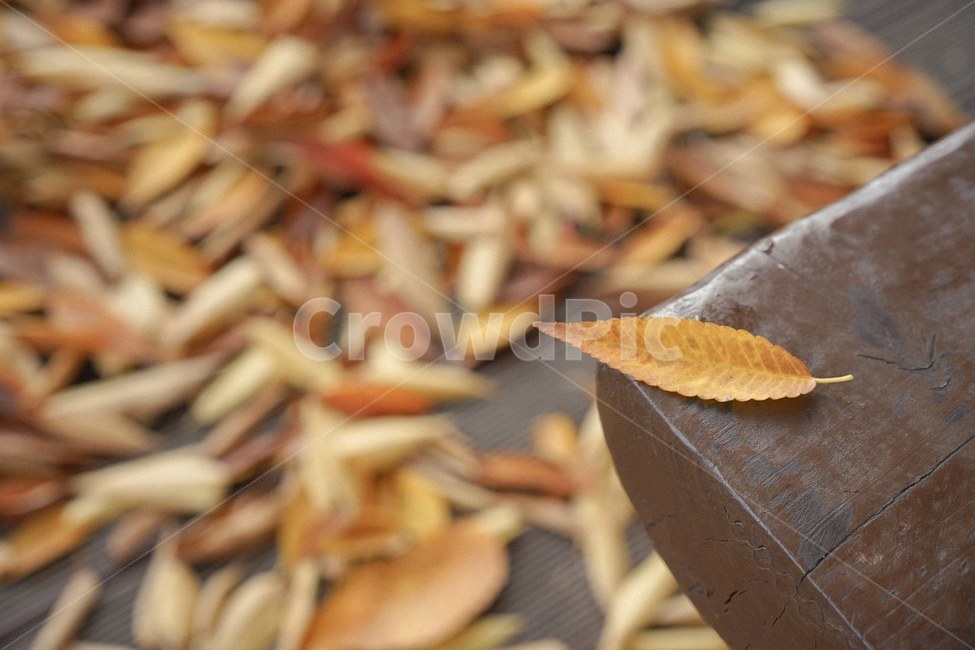 가을,단풍,낙엽,메이플,fall,가을,계절,fall,autumn,season,plant,식물,leaf,잎