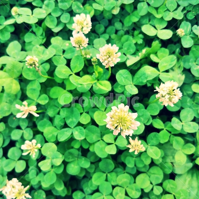 클로버,토끼풀,5월,초록,green,식물,여름,greenery,그리너리,plant,초록색,행운,세잎클로버,토끼풀꽃,감성,여름감성,초여름,풀밭