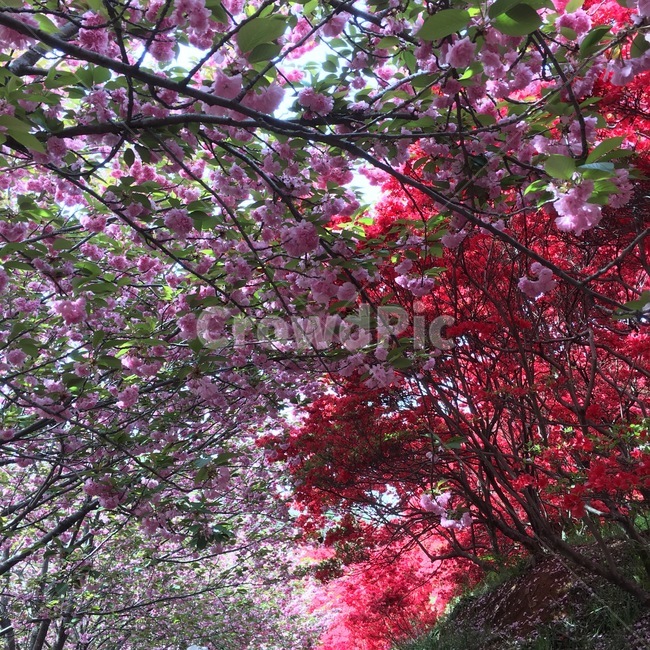 겹벚꽃,철쭉,꽃나무,나무터널,플라워,꽃