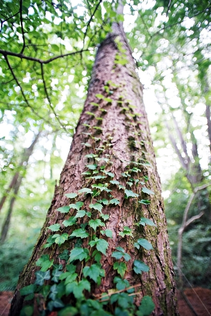 tree,나무,treetrunk,나무줄기,plant,식물,담쟁이,생명력,자연,제주도,식물,자연,plants,nature,나무,trees,wood