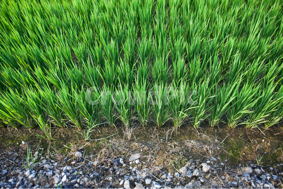 벼,논,쌀,생명,밥,산업,industry,industrial,농업,농사,agriculture,farming,farming industry