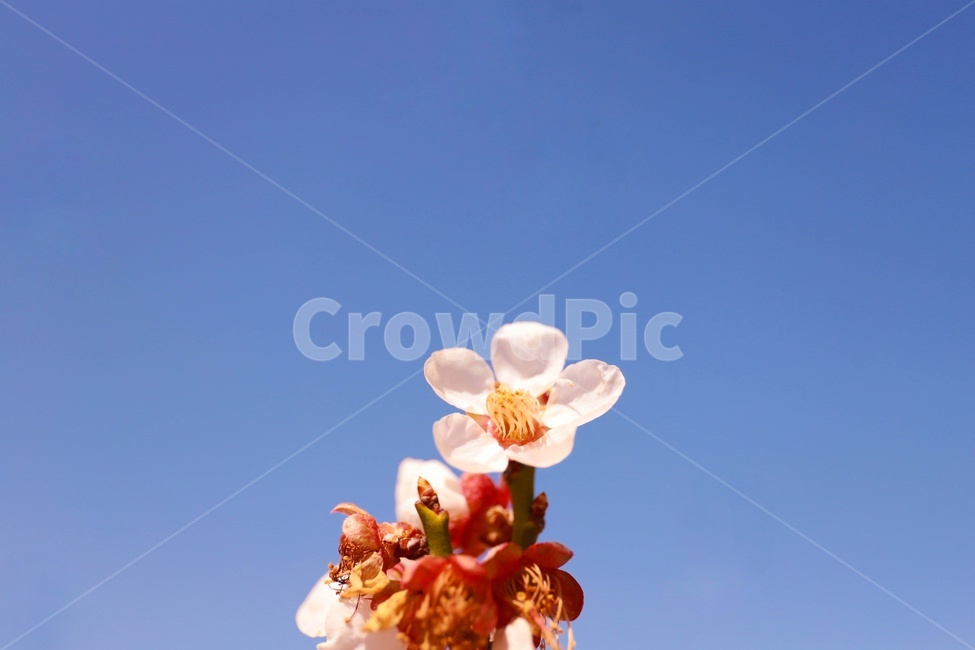 벚꽃,꽃,하늘,봄,따뜻함,배경,하늘색,blossom,cherryblossom,spring,plant,flower,nature,자연,식물,자연,plants,nature,꽃,flower