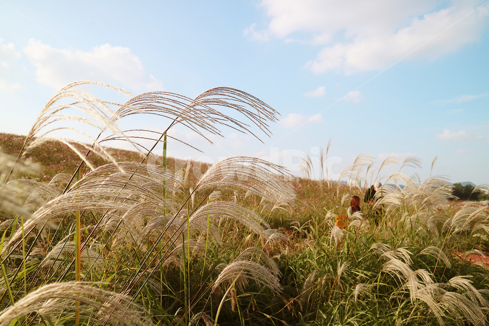 갈대,갈대밭,감성사진,가을,풍경,바람,하늘,선선한,선선함,commonreed,wind,fall,autumn,landscape,scenery,scene,view,sight,자연,풍경,nature,landscape,grass,잔디,plant,식물,lawn,reed
