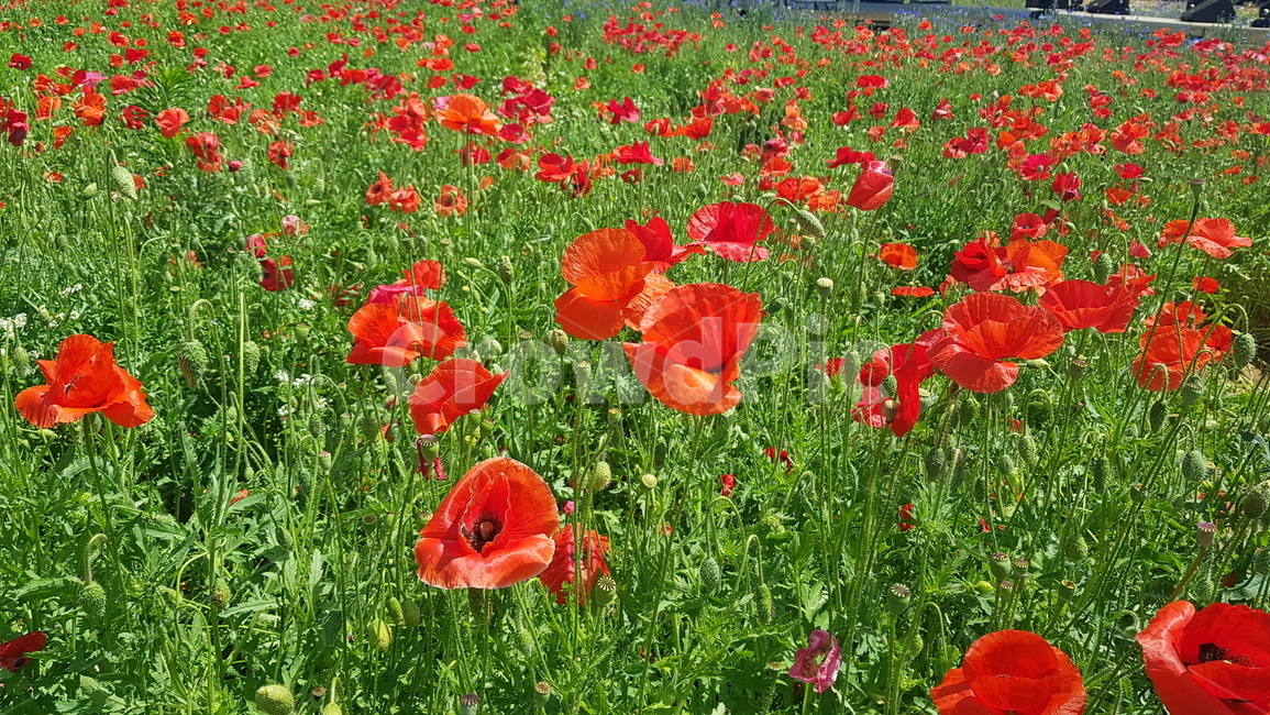 양귀비,꽃밭,꽃,flower,poppy
