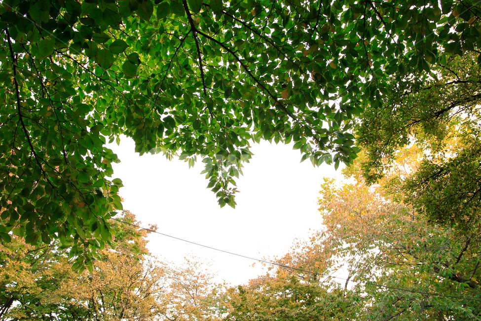 여름,자연,초록,공원,나뭇잎,자연,풍경,nature,landscape,tree,나무,plant,식물,leaf,잎