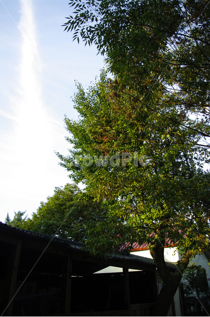 나무,잎,자연,nature,식물,plant,구름,자연,풍경,nature,landscape,tree