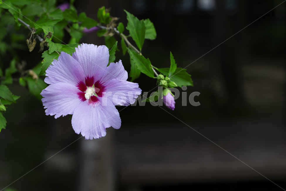 pink,nation,Independence Hall,flowering,independence,Liberation Day,summer,petal,leaves,affix,Independence Day,plant Encyclopedia,pistil,green,wallpaper,tree,history,leaf,people,flower,bud,Korean flower,foliage,closeup,plant,Rose of Sharon,stamen