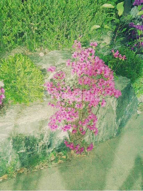 꽃,자연,분홍꽃,풀,공원,풍경,식물,식물,자연,plants,nature,꽃,flower
