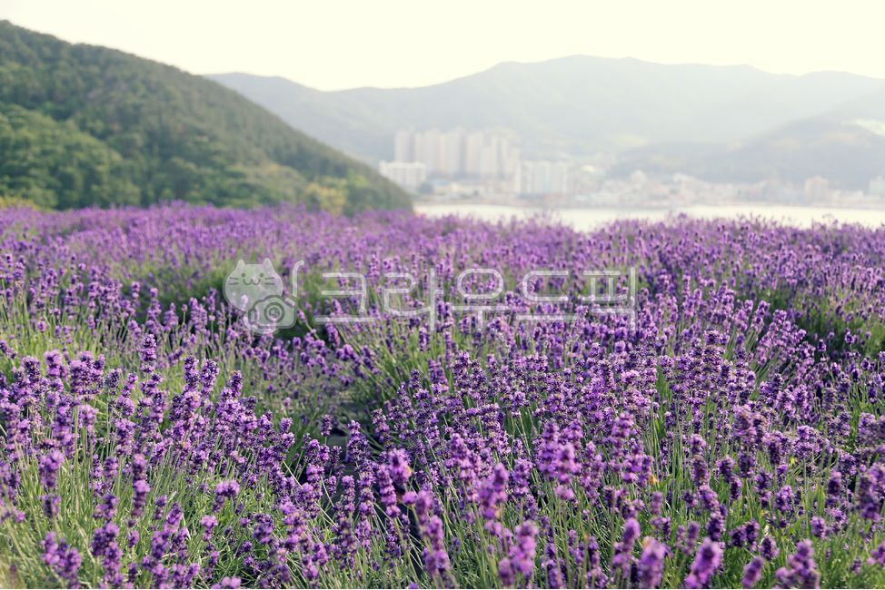 Seonchang Village,flower garden,fat cells,Geoje Island,aponeurosis,flower,Lavender Garden,purple flower,view,Geoje,sight,stomatocellular,lavender,Lavender Park,landscape