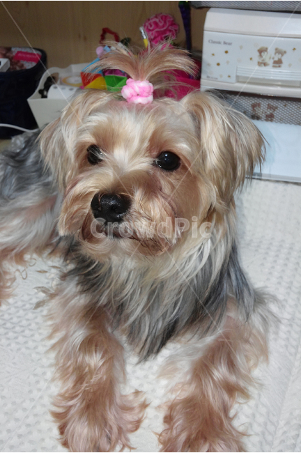 동물,포유류,개,강아지,애견,요크셔테리어,동물,animal,포유류,mammal,개,강아지,dog,doggy