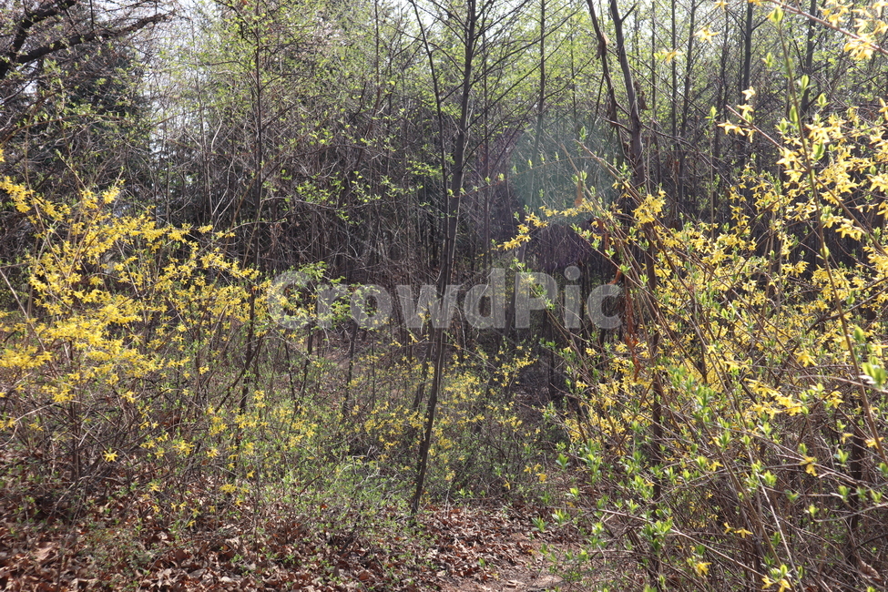 flower,forsythia,개나리,꽃,노란꽃,노란색