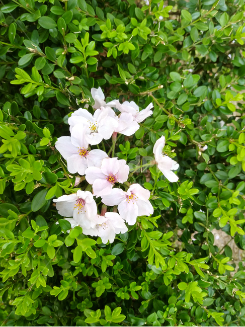 flower,꽃,blossom,봄,벚꽃,꽃잎,초록색,잎,식물,spring,계절