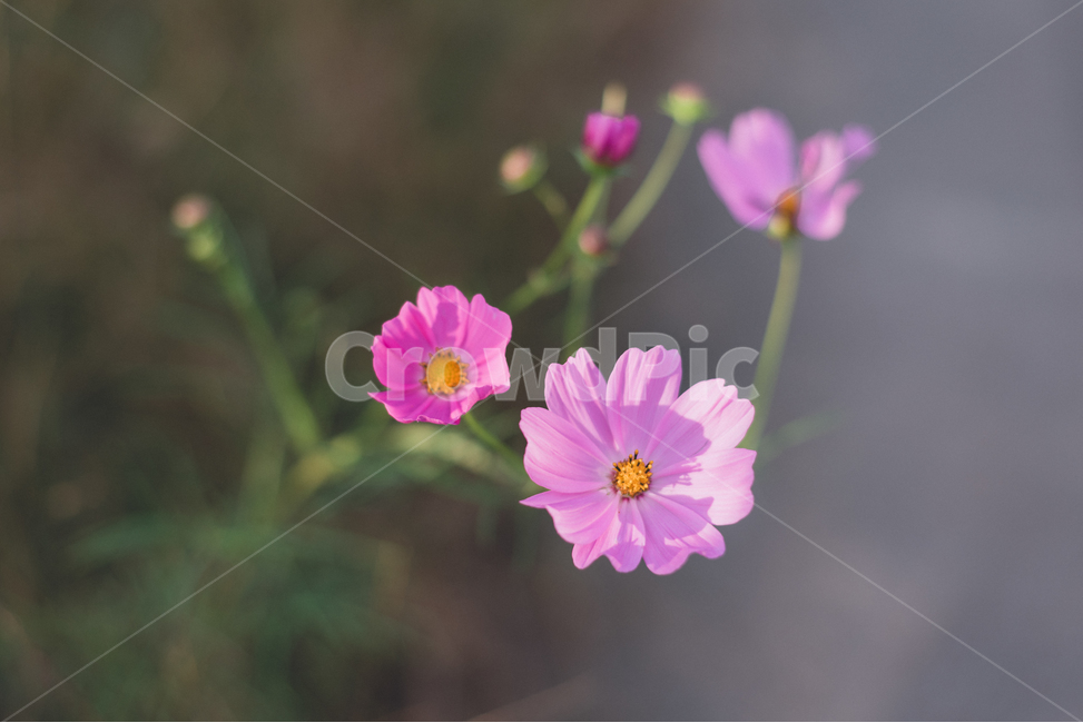 가을,코스모스,꽃,자연,cosmos,flower,plant,nature,autumn,fall,분홍,가을,계절,fall,autumn,season,식물,자연,plants,nature,꽃,flower,geranium,제라늄,blossom,petal,꽃잎