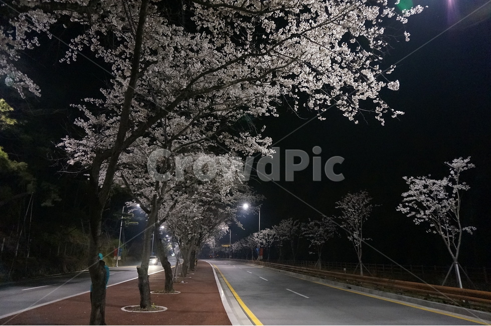 벚꽃,벚꽃나무,봄꽃,소양댐벚꽃,밤벚꽃,벚꽃길